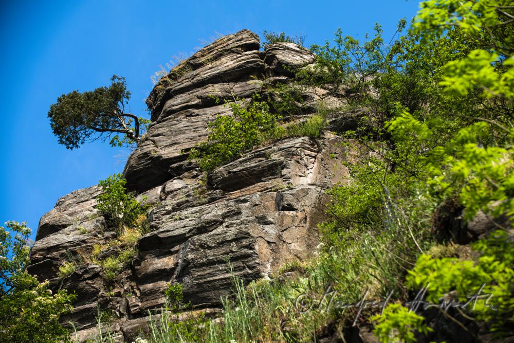 Blick vom Thayaufer hinauf zum 