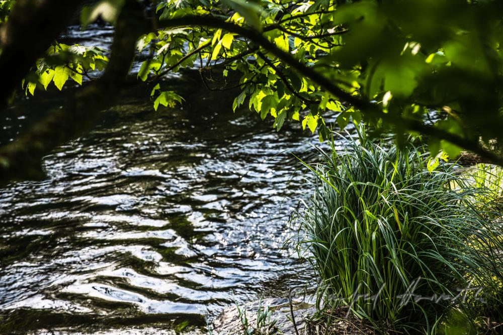 Flussbett in den Thayaauen