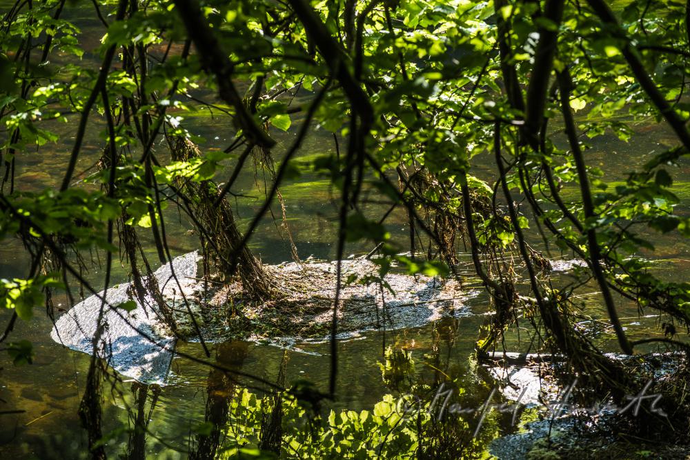 Wurzeln und Flussbett der Thaya
