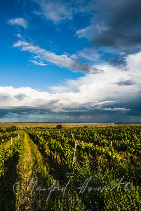 Weinberge am Rusterberg