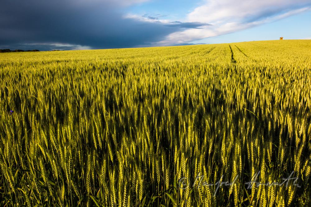 Gerstenfeld im Sommer
