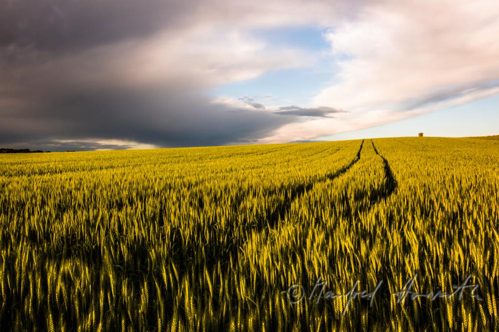 Gerstenfeld im Sommer