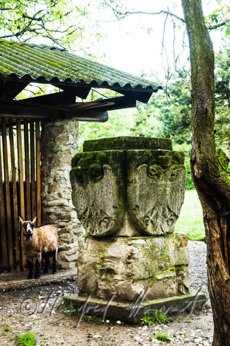 Ziege im Tiergarten von Schloss Kobersdorf