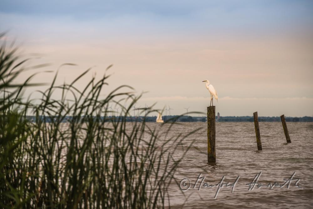 Strand beim Purbacher Kanal beim Schilflehrpfad