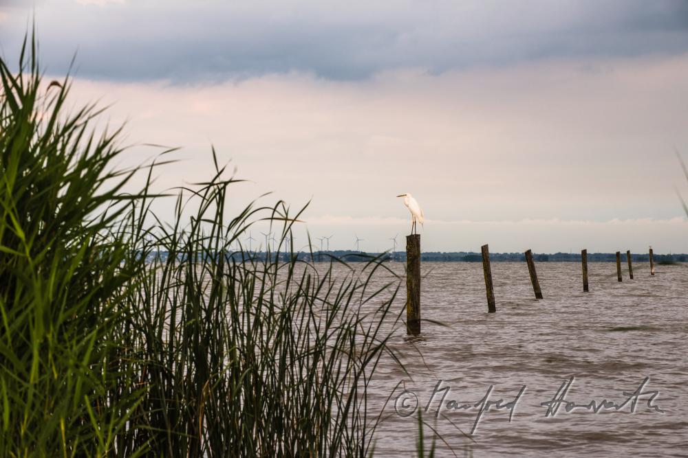 Strand beim Purbacher Kanal beim Schilflehrpfad