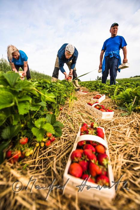 Erdbeerernte (Bio-Erdbeeren) im Juli