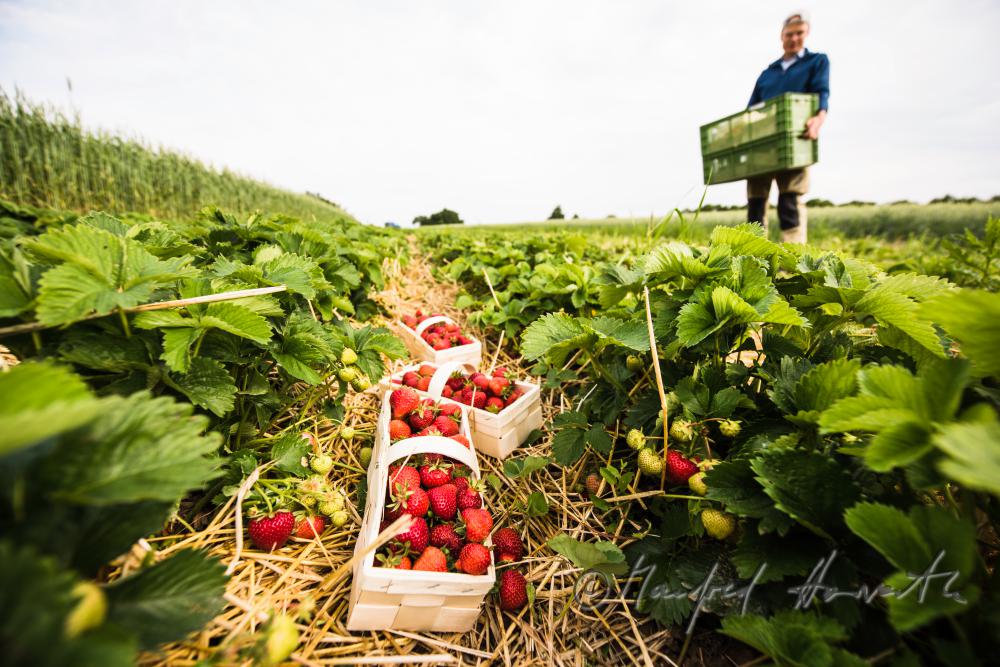 Erdbeerernte (Bio-Erdbeeren) im Juli