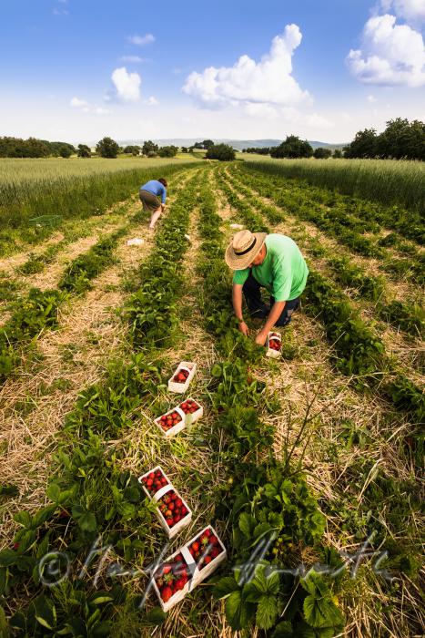 Erdbeerernte (Bio-Erdbeeren) im Juli