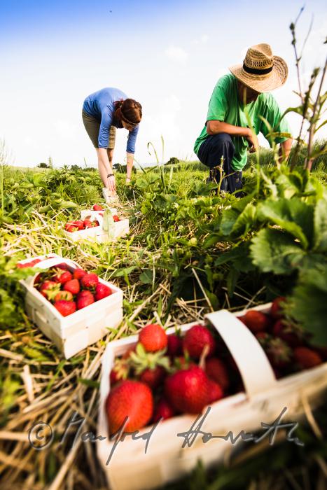 Erdbeerernte (Bio-Erdbeeren) im Juli