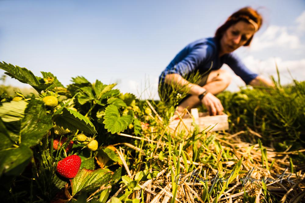 Erdbeerernte (Bio-Erdbeeren) im Juli