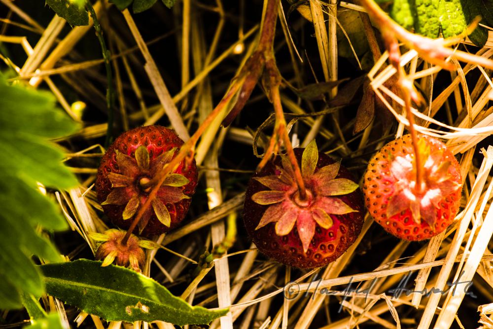 Erdbeerernte (Bio-Erdbeeren) im Juli