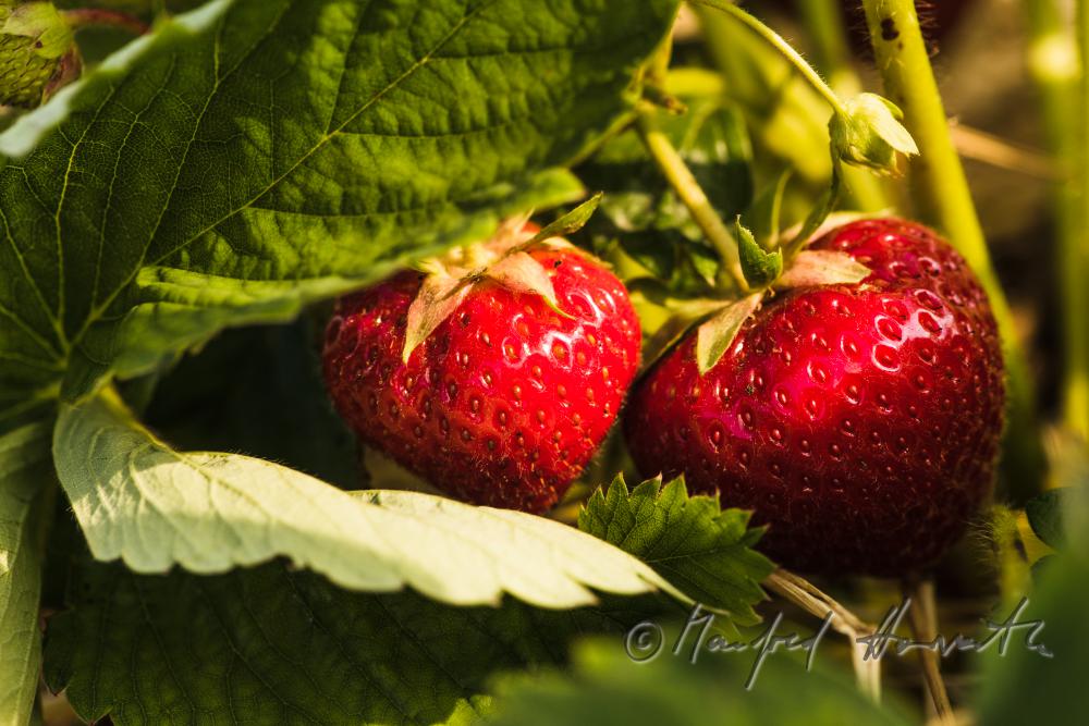 Erdbeerernte (Bio-Erdbeeren) im Juli