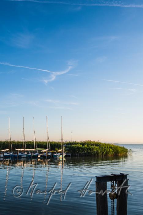 Schilfinsel im Hafen und einlaufendes Segelboot