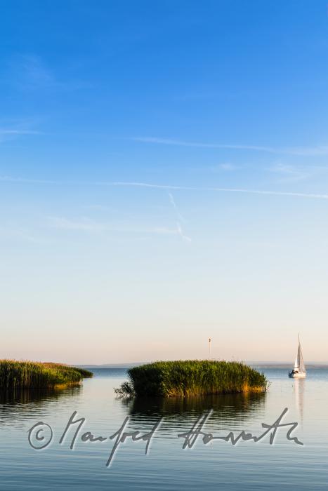 Schilfinsel im Hafen und einlaufendes Segelboot