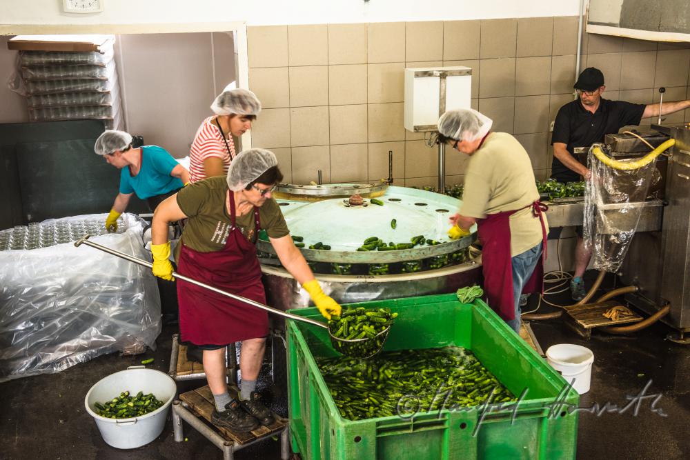 Waschen und Einfüllen der Gurken in Einmachgläser
