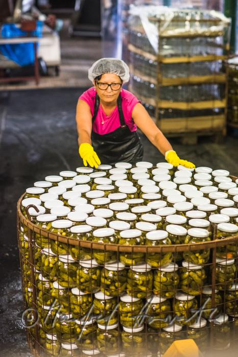 Transport von pasteurisierten Essiggurken in einem Drahtkorb