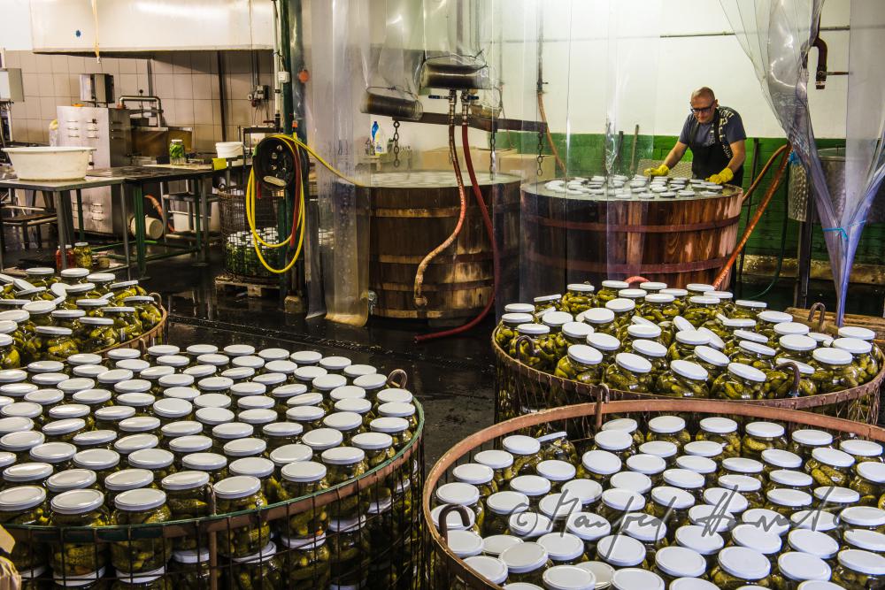 Pasteurisieren von Gurken in einem Holzbottich