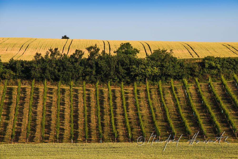 rollende Landschaft mit Weinberg  und Getreidefeld