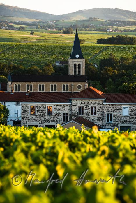Weinberge des Weinbaugebietes Beaujolais