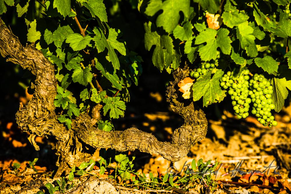 Beaujolais-Weinrebe mit unreifen Trauben im Juli