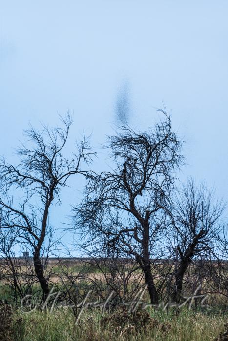 Moskitoschwärme in der Dämmerung über dem Marschland