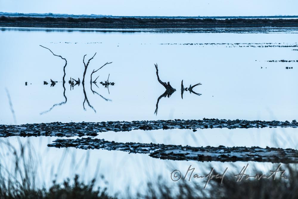 Baumstämme im flachen Wasser der  Schwemmlandebene