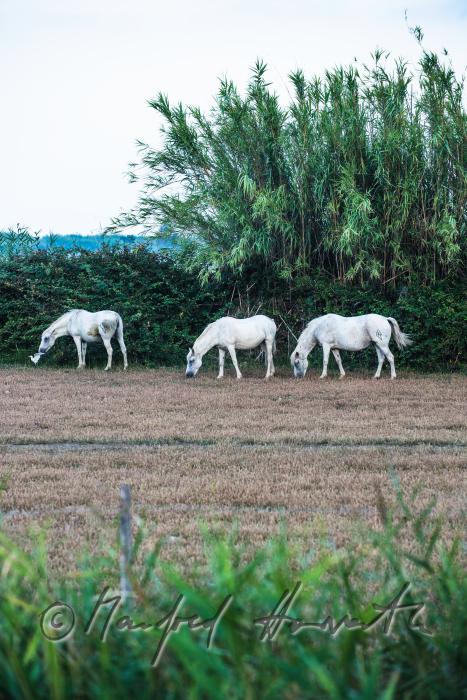 Camargue-Pferde grasen auf der Weide