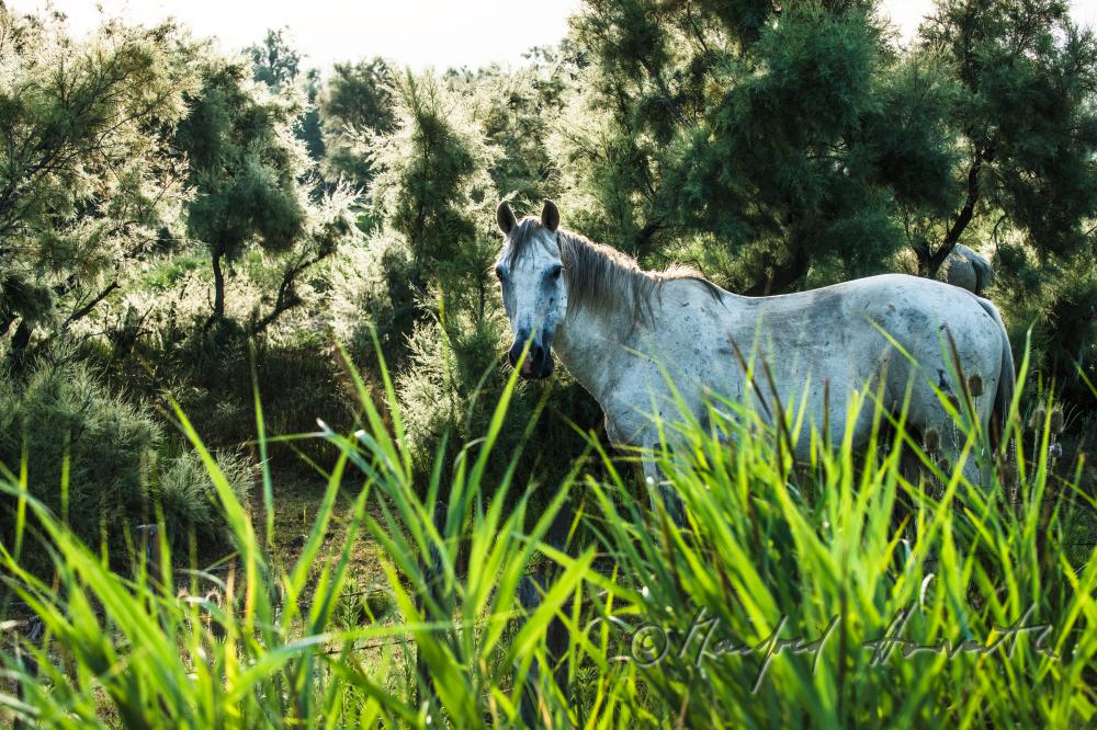 Camargue-Pferde grasen auf der Weide