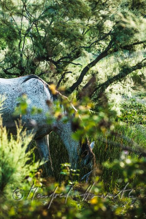 Camargue-Pferde grasen auf der Weide