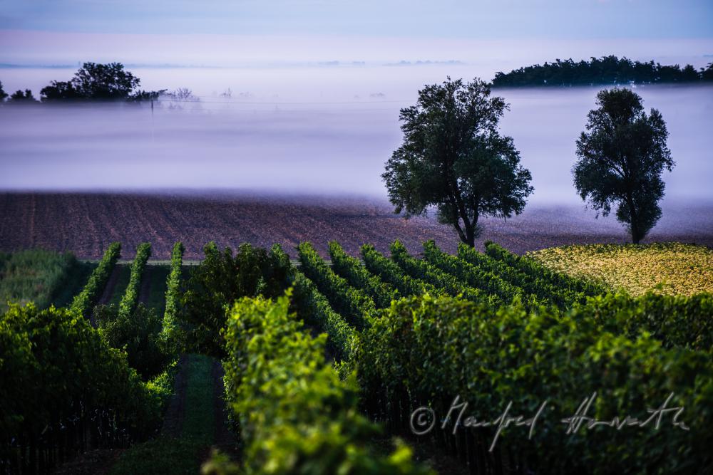 Weinberge am Rusterberg