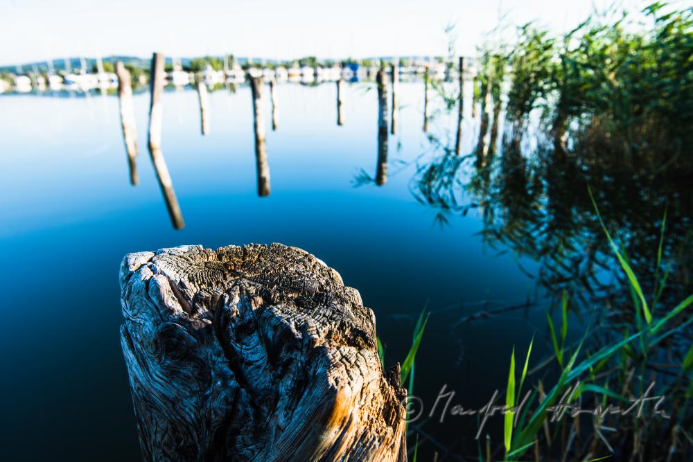 Holzpfahl eines morschen Steges im Hafen zum Leithagebirge