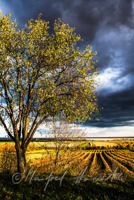 Weinberge am Rusterberg