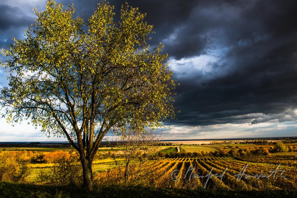 Weinberge am Rusterberg