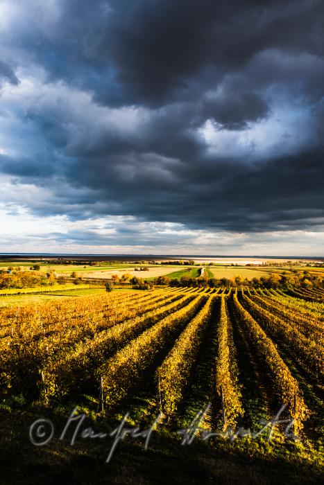 Weinberge am Rusterberg