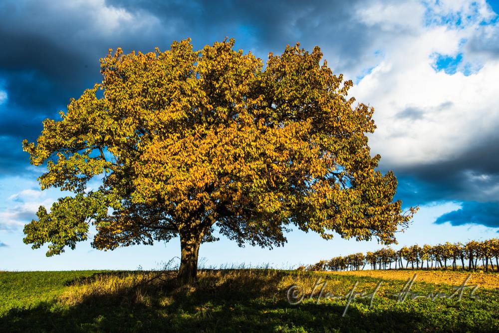 Weinberge und Kirschenbaum am Südhang des Leithagebirges