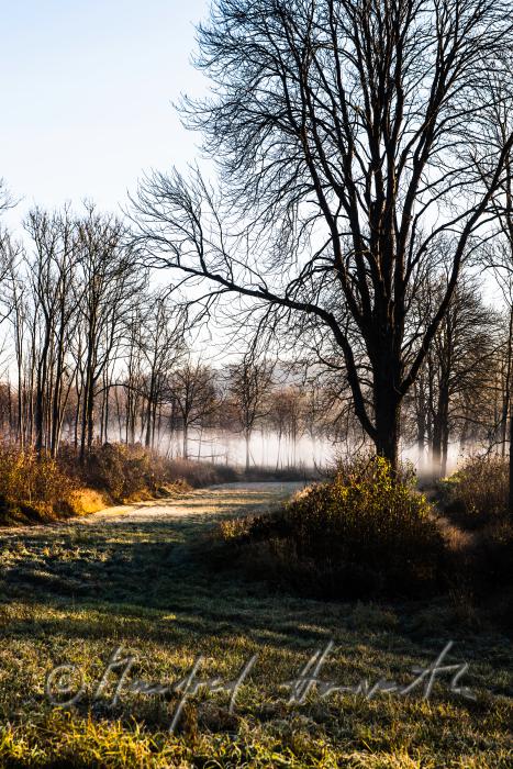 Auenlandschaft im Morgennebel