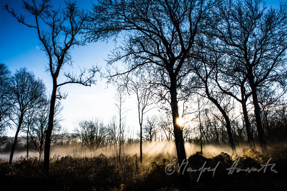 Auenlandschaft im Morgennebel