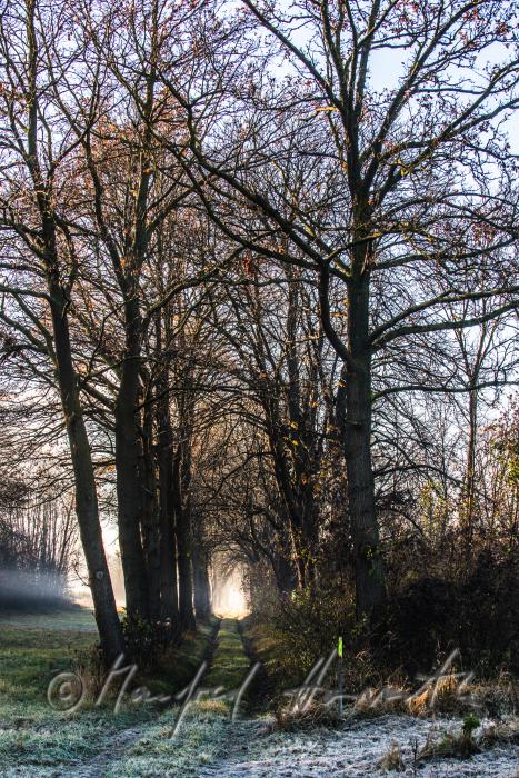 Auenlandschaft im Morgennebel