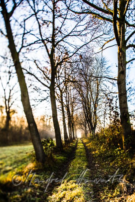 Auenlandschaft im Morgennebel
