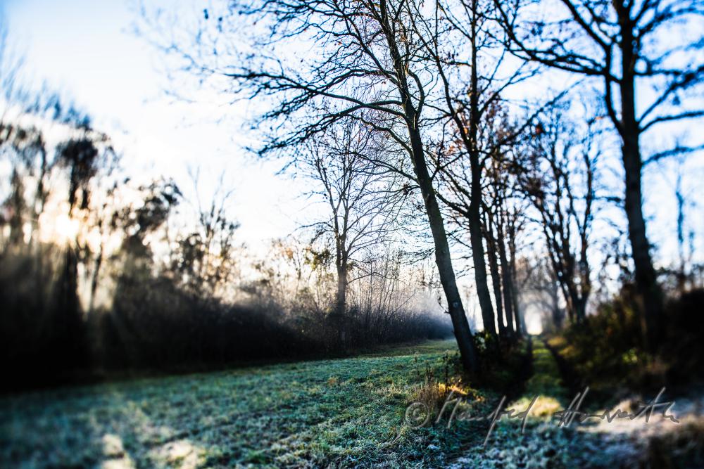 Auenlandschaft im Morgennebel