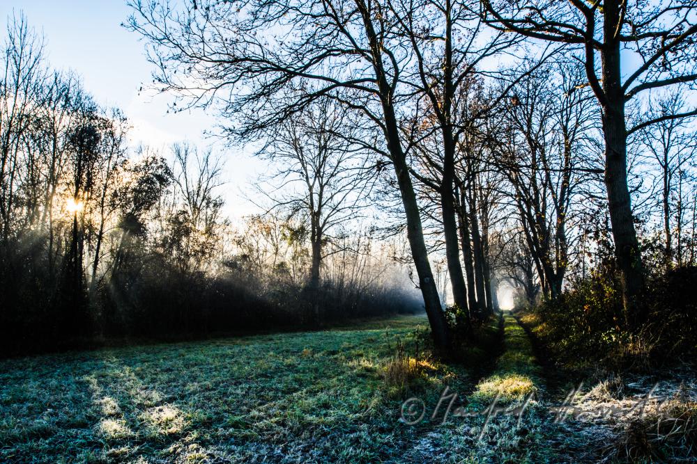 Auenlandschaft im Morgennebel