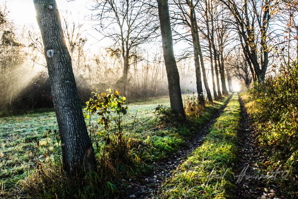 Auenlandschaft im Morgennebel
