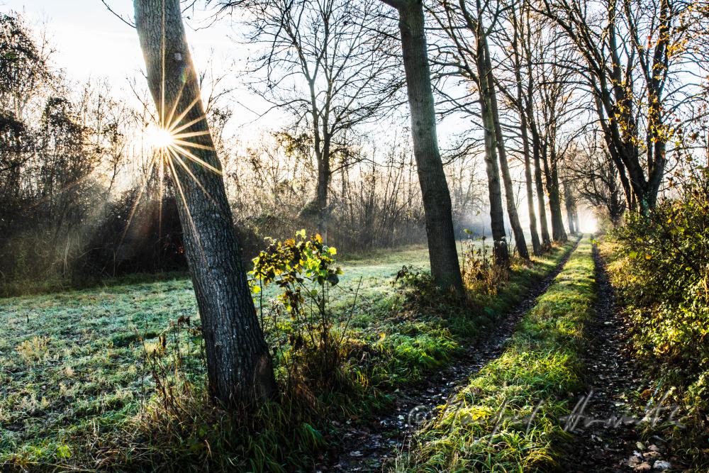 Auenlandschaft im Morgennebel