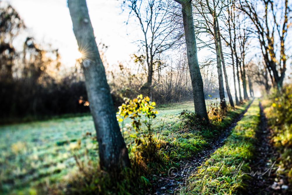 Auenlandschaft im Morgennebel