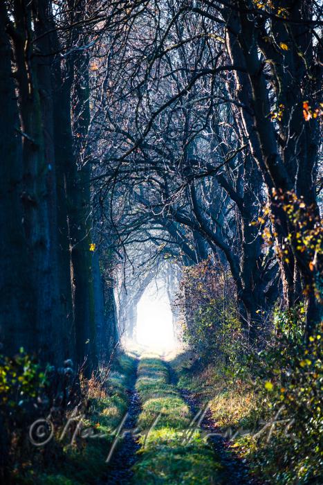 Auenlandschaft im Morgennebel