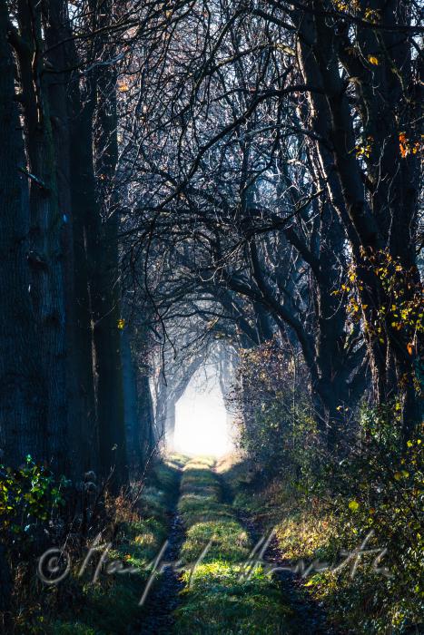 Auenlandschaft im Morgennebel