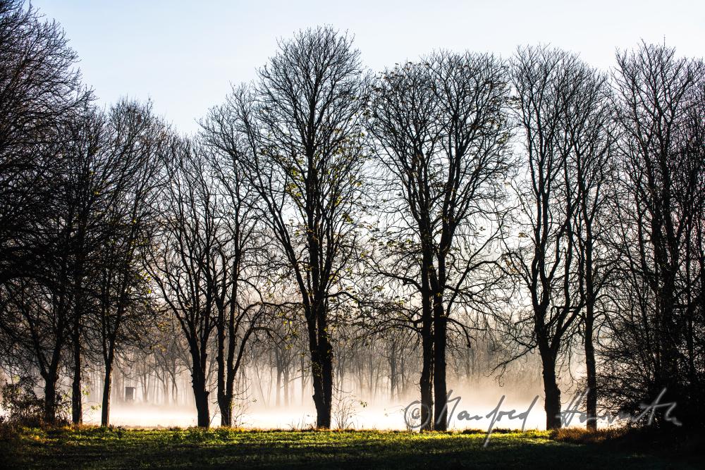 Auenlandschaft im Morgennebel