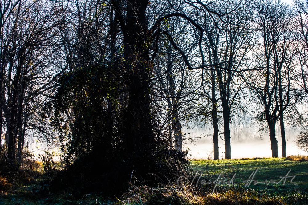 Auenlandschaft im Morgennebel