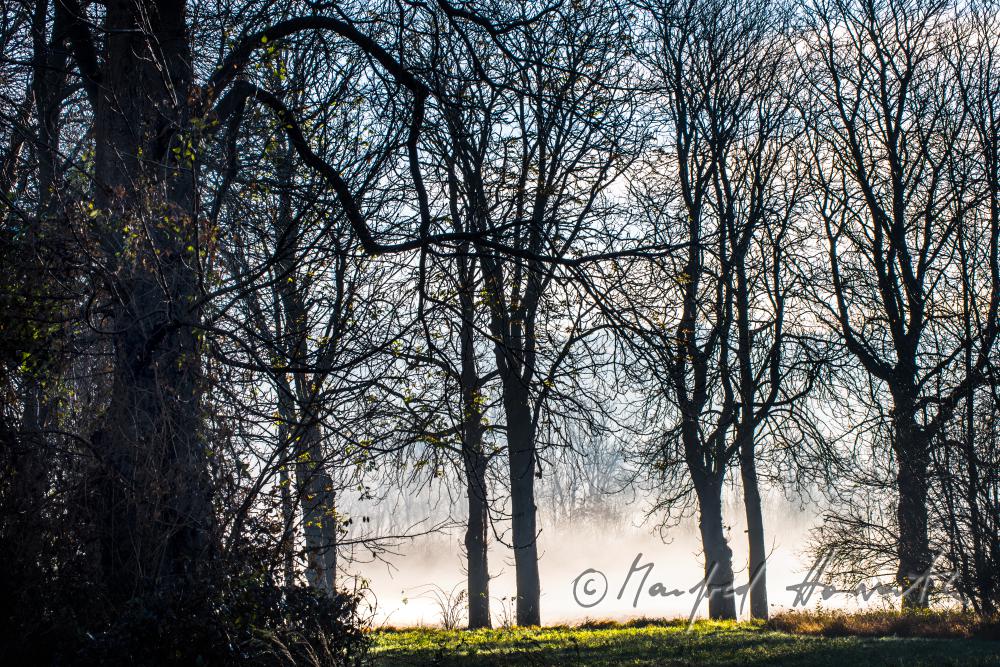 Auenlandschaft im Morgennebel