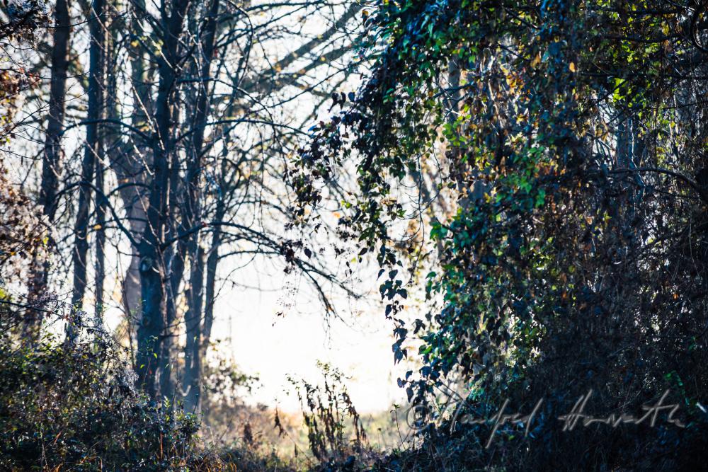 Auenlandschaft im Morgennebel